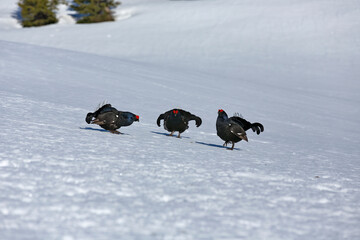Naklejka premium Tétras lyre (Lyrurus tetrix) mâles en parade sur une arène. Alpes. France