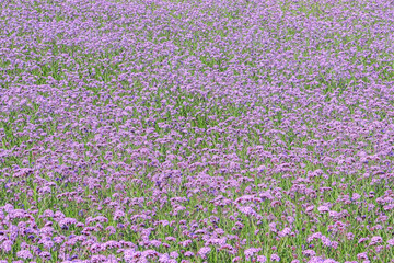 Obraz premium A field of beautiful natural pink violet Purpletop Vervains (Verbena Bonariensis) during spring summer