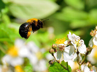 carpenter bee is flying around the flowers