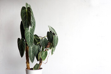 The Philodendron melanochrysum or often called 