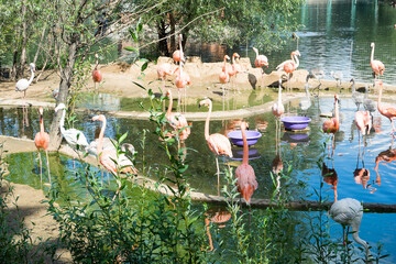 flock of pink and white flamingos stand on shore of lake in zoo