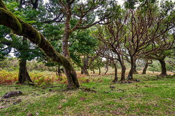 Old laurel forest or Laurissilva Forest, stinkwood Ocotea foetens trees in fog, Madeira