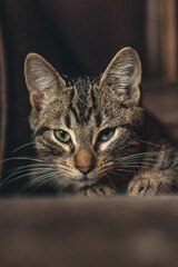 Gatito intentando caszar a la camara 