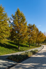 Alley of trees Bald Cypress Taxodium Distichum (swamp, white-cypress, gulf or tidewater red cypress). Public Landscape Park Krasnodar or Galitsky Park. Golden autumn 2021. Place for rest and walks.