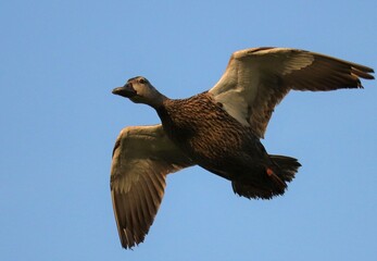 Mottled Duck in Gravity Defying Flight