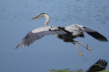 Great Blue Heron Poetry in Motion 