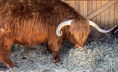 Scotland highland cattle. Highland bull in the farm yard