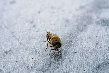 frozen bee due to a sudden autumn cold