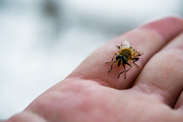 frozen bee due to a sudden autumn cold