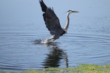 Great Blue Heron Poetry in Motion 