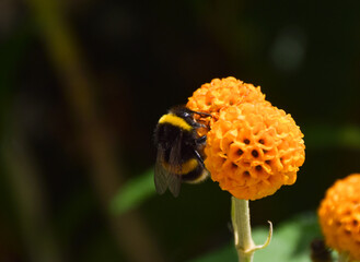 A bumblebee pollinates an orange ball tree flower (Buddleja globosa) in the UK.