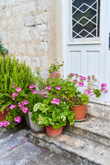 Plants and flowers in pots near the white door