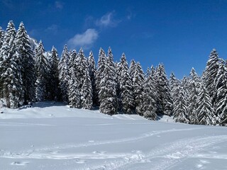 Picturesque canopies of alpine trees in a typical winter atmosphere after the spring snowfall over the Obertoggenburg alpine valley and in the Swiss Alps - Nesslau, Switzerland (Schweiz)