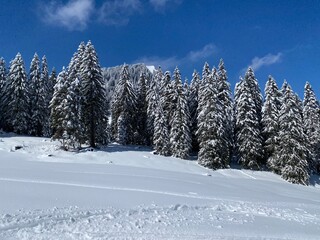 Picturesque canopies of alpine trees in a typical winter atmosphere after the spring snowfall over the Obertoggenburg alpine valley and in the Swiss Alps - Nesslau, Switzerland (Schweiz)