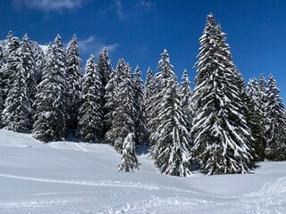 Picturesque canopies of alpine trees in a typical winter atmosphere after the spring snowfall over the Obertoggenburg alpine valley and in the Swiss Alps - Nesslau, Switzerland (Schweiz)