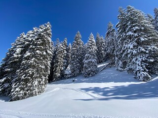 Picturesque canopies of alpine trees in a typical winter atmosphere after the spring snowfall over the Obertoggenburg alpine valley and in the Swiss Alps - Nesslau, Switzerland (Schweiz)