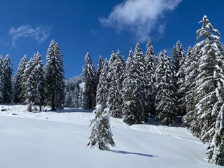 Picturesque canopies of alpine trees in a typical winter atmosphere after the spring snowfall over the Obertoggenburg alpine valley and in the Swiss Alps - Nesslau, Switzerland (Schweiz)