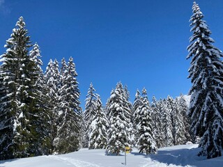 Picturesque canopies of alpine trees in a typical winter atmosphere after the spring snowfall over the Obertoggenburg alpine valley and in the Swiss Alps - Nesslau, Switzerland (Schweiz)