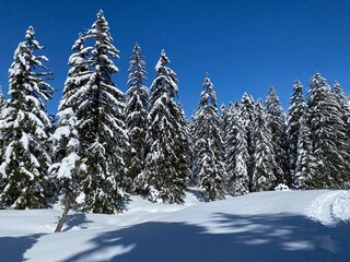 Picturesque canopies of alpine trees in a typical winter atmosphere after the spring snowfall over the Obertoggenburg alpine valley and in the Swiss Alps - Nesslau, Switzerland (Schweiz)
