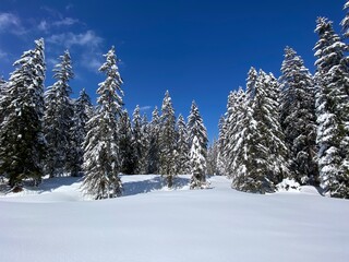 Picturesque canopies of alpine trees in a typical winter atmosphere after the spring snowfall over the Obertoggenburg alpine valley and in the Swiss Alps - Nesslau, Switzerland (Schweiz)