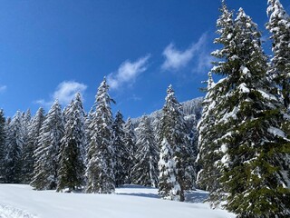 Picturesque canopies of alpine trees in a typical winter atmosphere after the spring snowfall over the Obertoggenburg alpine valley and in the Swiss Alps - Nesslau, Switzerland (Schweiz)