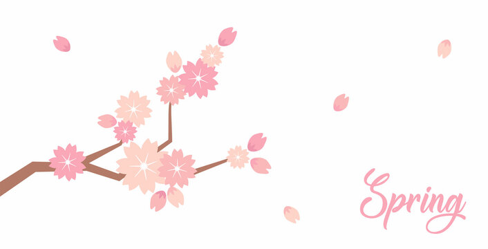 Sakura blossom branch. Falling petals, flowers. Isolated flying japanese pink cherry or apricot floral elements fall down - vector background. Lettering. Spring time. Place for text