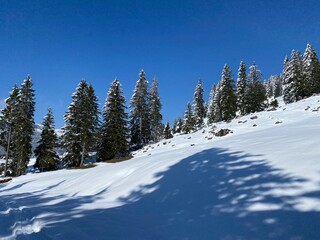 Picturesque canopies of alpine trees in a typical winter atmosphere after the spring snowfall over the Obertoggenburg alpine valley and in the Swiss Alps - Nesslau, Switzerland (Schweiz)