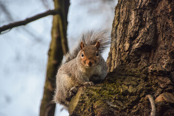 A grey squirrel on a tree in London, UK
