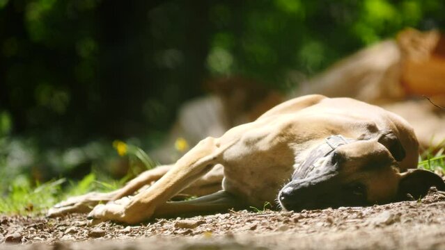 Purebred dog greyhound is resting outdoors in hot summer day. Spanish galgo.