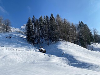 Picturesque canopies of alpine trees in a typical winter atmosphere after the spring snowfall over the Obertoggenburg alpine valley and in the Swiss Alps - Nesslau, Switzerland (Schweiz)