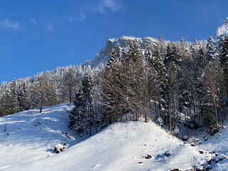 Picturesque canopies of alpine trees in a typical winter atmosphere after the spring snowfall over the Obertoggenburg alpine valley and in the Swiss Alps - Nesslau, Switzerland (Schweiz)