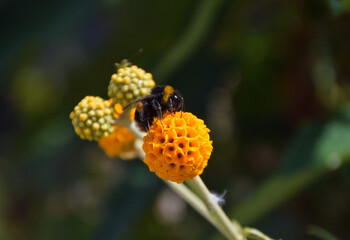 A bumblebee pollinates an orange ball tree flower (Buddleja globosa) in the UK.
