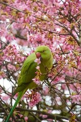 Foto op Canvas A green ring necked parakeet in a cherry blossom tree. © VV Shots