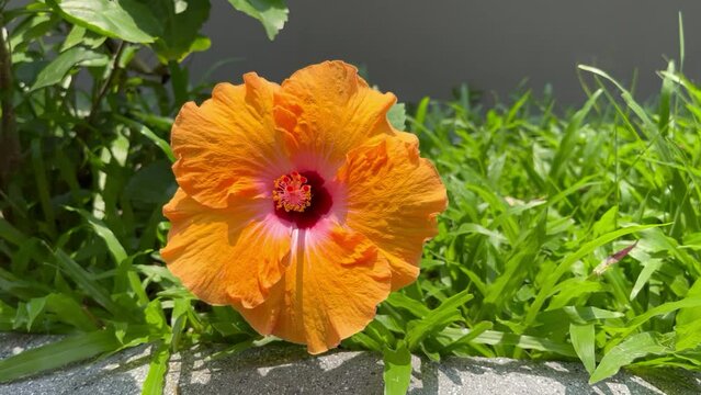 Natural of beautiful flower isolation. The flower attached with the wind isolation.