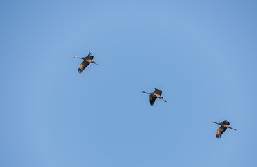 Der Kranich (Grus grus), auch Grauer Kranich oder Eurasischer Kranich