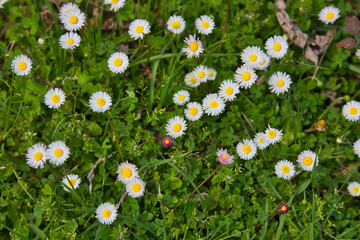 Daisies in a wild mountain field