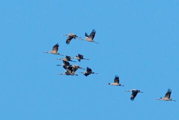 Der Kranich (Grus grus), auch Grauer Kranich oder Eurasischer Kranich