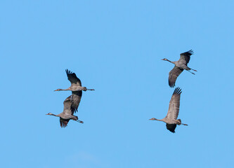 Der Kranich (Grus grus), auch Grauer Kranich oder Eurasischer Kranich