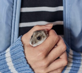 Little beautiful hamster in hands.
