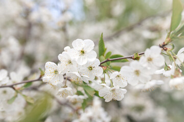 cherry tree blossom