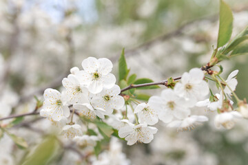 cherry tree blossom