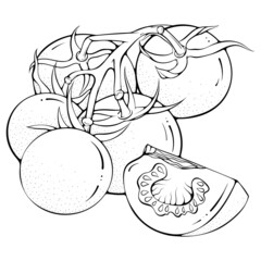 Tomato branch and slice. Vector illustrations in hand drawn sketch doodle style. Line art botanical food isolated on white. Close up tomato vegetable. Element for coloring book, design, print.