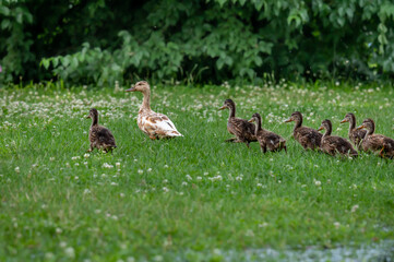 Duck and ducklings in the grass. One adult female mallard duck with little ducklings. Anas platyrhynchos. Breeding season in wild ducks.