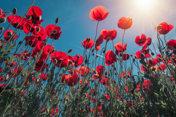 Fototapeta premium beautiful red poppy flower opened in spring