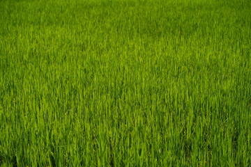 Paddy field close up with blur background