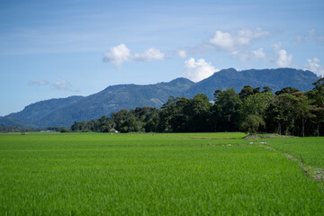 Paddy field in country side. Paddy farm.