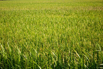 green wheat field
