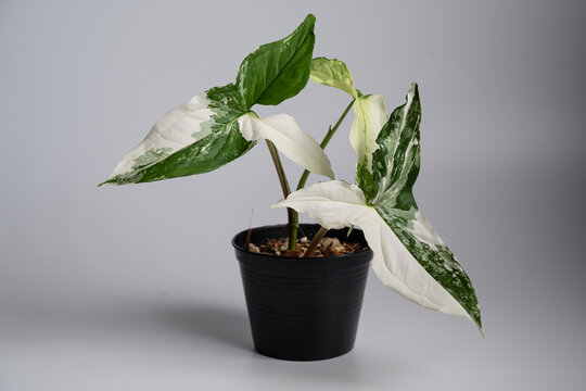 Syngonium Albo in isolated white background. Syngonium podophyllum 'Albo' is a cultivar from the Araceae family