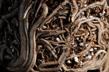 Close up of Monstera Deliciosa Root Bound. Root bound plant. Repotting is needed