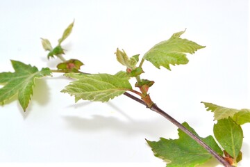 leaves isolated on white background,çınar,çınar dalı,çınar yaprağı,meşe,